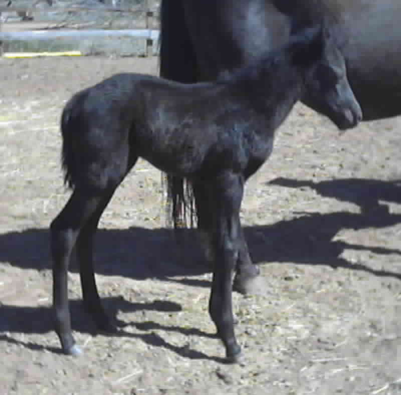 SA Thunder N Midnite